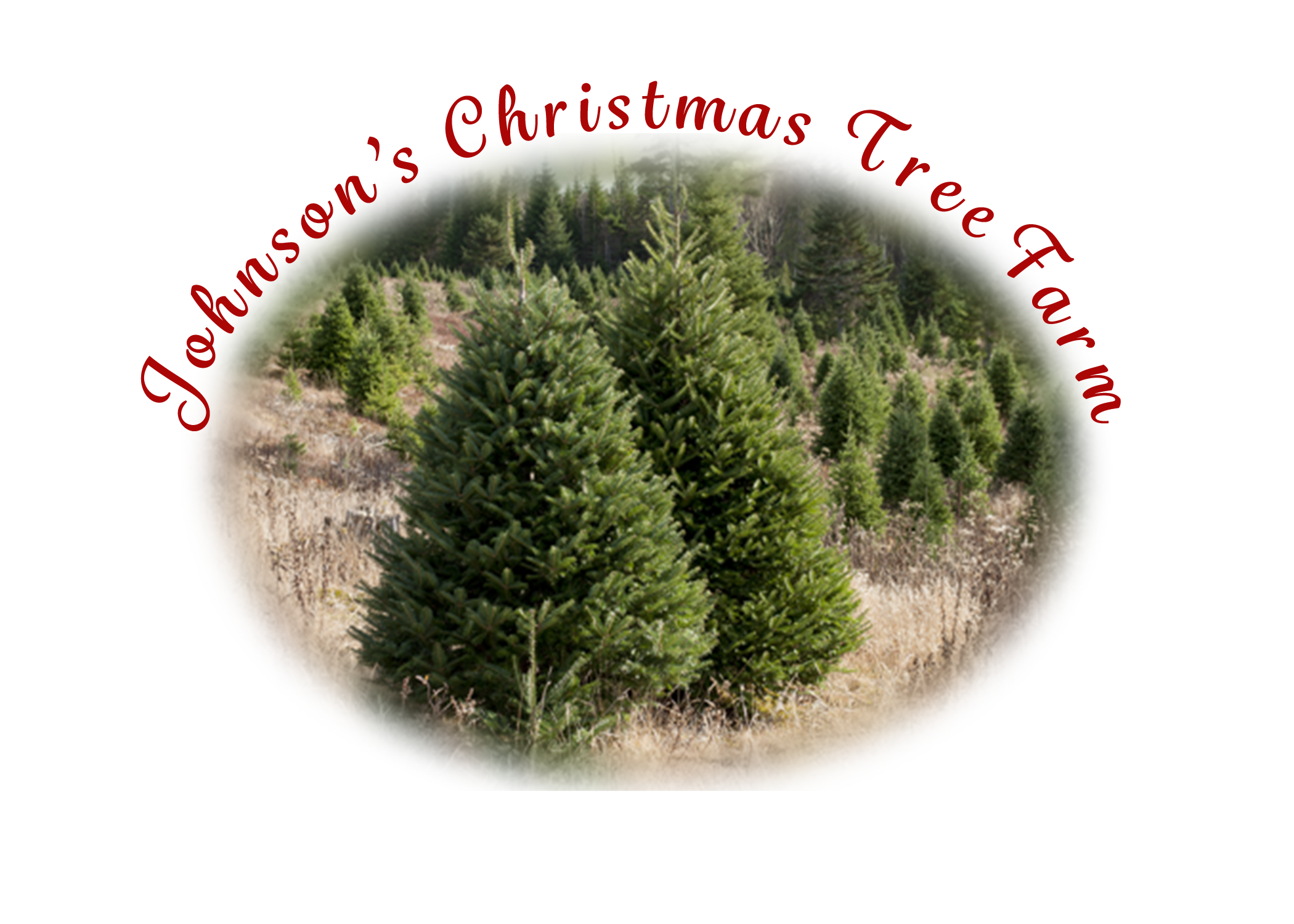 to Johnson's Christmas Tree Farm